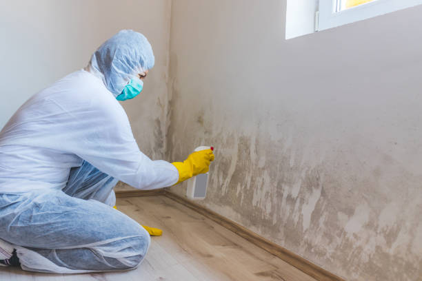 Licensed Black Mold Removal service in Ward, CO - WQB Mold Removal