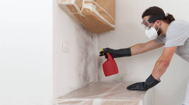 Professional Black Mold Removal technician working in Ward, CO