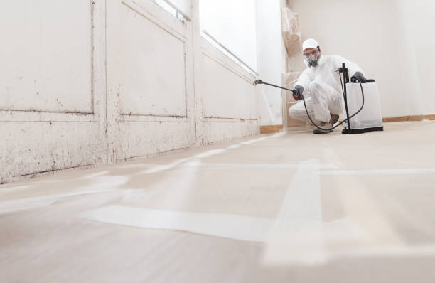 Trusted Black Mold Removal service in Ward, CO - WQB Mold Removal
