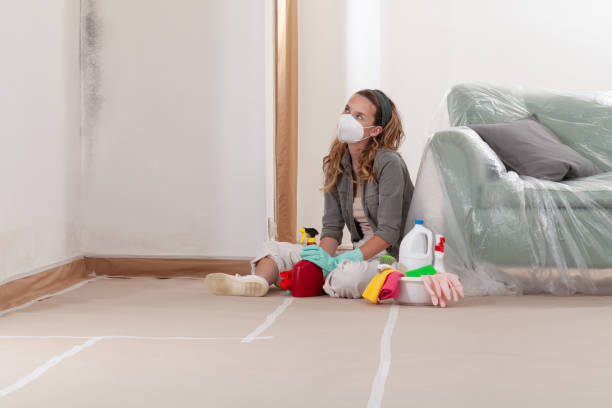 Reliable Black Mold Removal contractor in Ward, CO by WQB Mold Removal