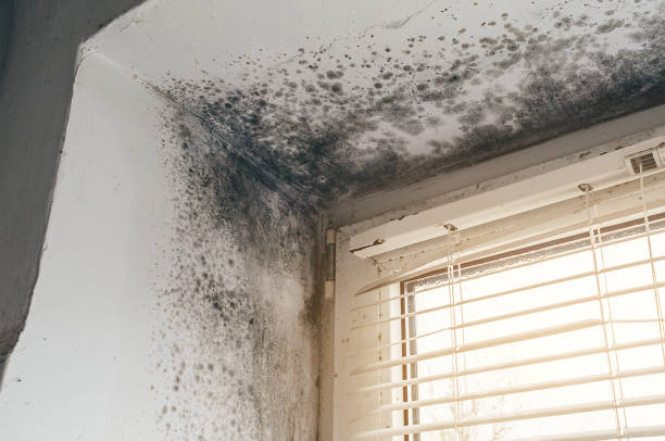 Affordable Black Mold Removal solutions in Ward, CO