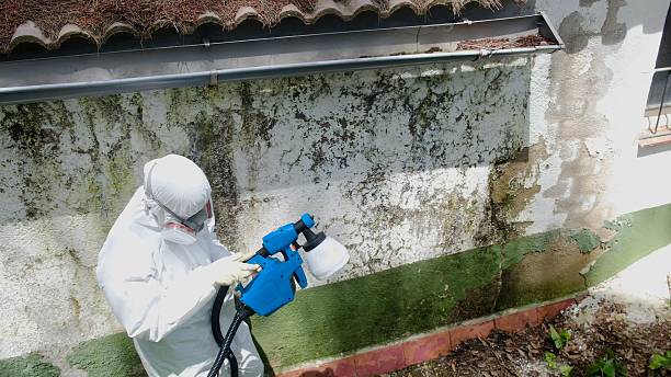 Top rated local Black Mold Removal specialists in Ward, CO